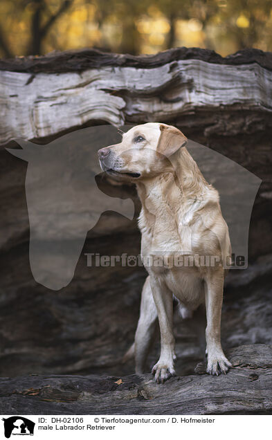 male Labrador Retriever / DH-02106