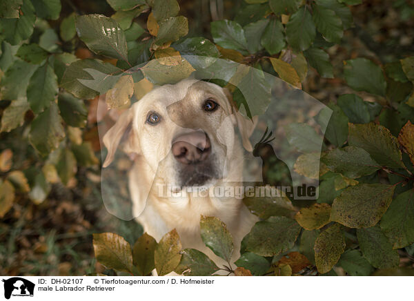 male Labrador Retriever / DH-02107