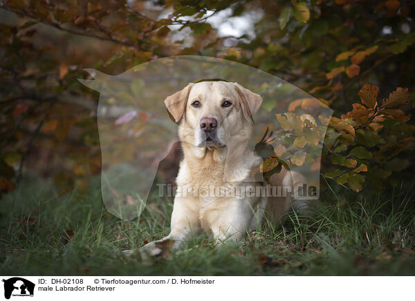 male Labrador Retriever / DH-02108