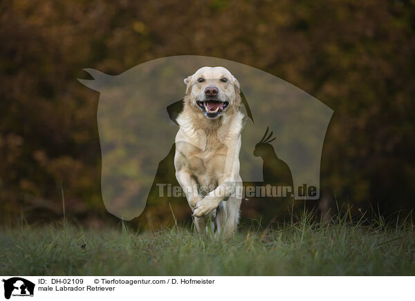 male Labrador Retriever / DH-02109