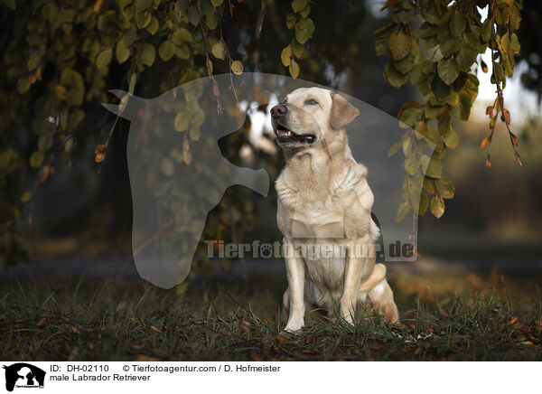 male Labrador Retriever / DH-02110