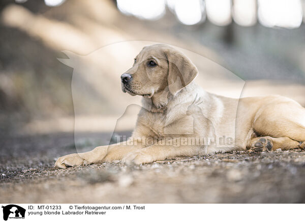 young blonde Labrador Retriever / MT-01233
