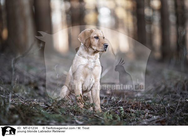 young blonde Labrador Retriever / MT-01234