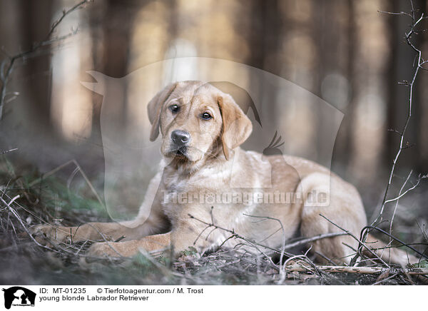 young blonde Labrador Retriever / MT-01235