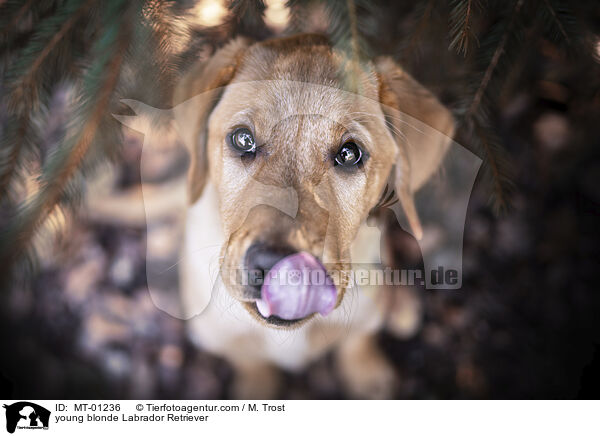 young blonde Labrador Retriever / MT-01236