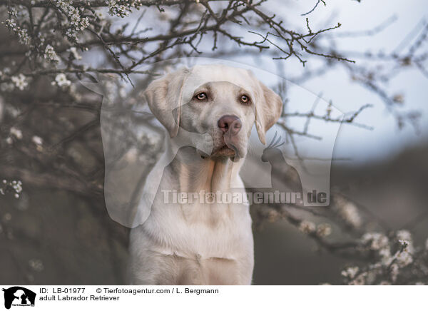 adult Labrador Retriever / LB-01977