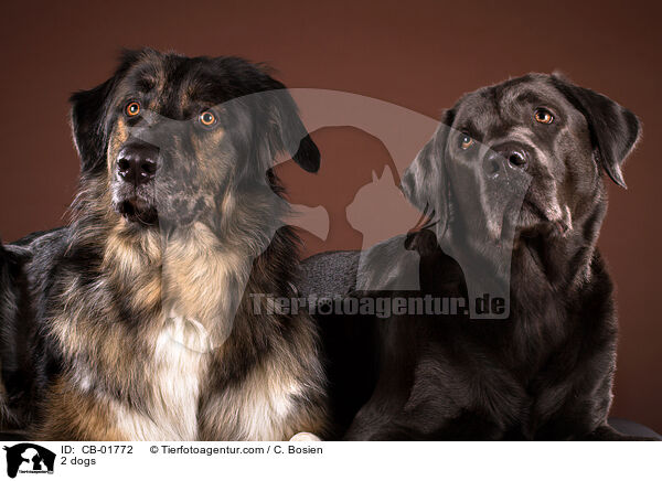 2 Hunde / 2 dogs / CB-01772
