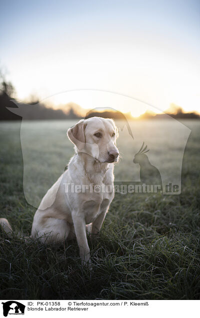 blonde Labrador Retriever / PK-01358