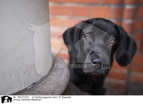 junger Labrador Retriever / young Labrador Retriever / PK-01373
