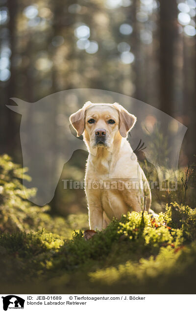 blonde Labrador Retriever / JEB-01689