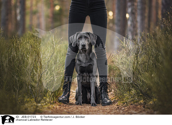 charcoal Labrador Retriever / charcoal Labrador Retriever / JEB-01723