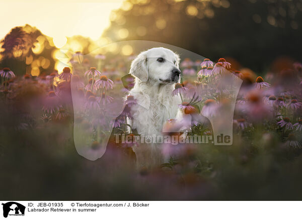 Labrador Retriever in summer / JEB-01935