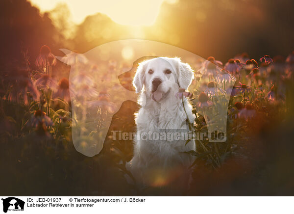 Labrador Retriever in summer / JEB-01937