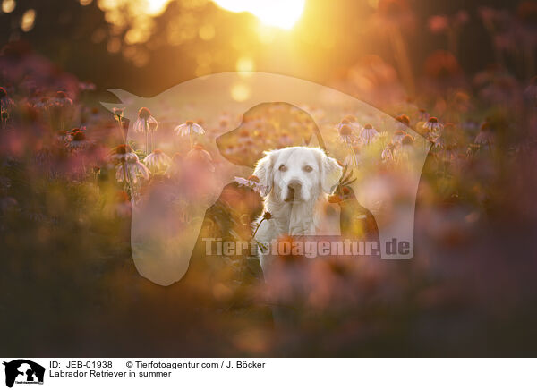 Labrador Retriever in summer / JEB-01938