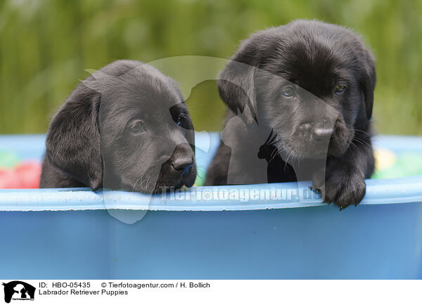 Labrador Retriever Welpen / Labrador Retriever Puppies / HBO-05435