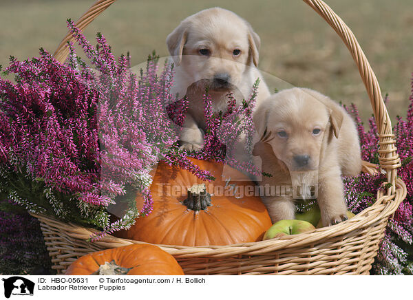 Labrador Retriever Puppies / HBO-05631