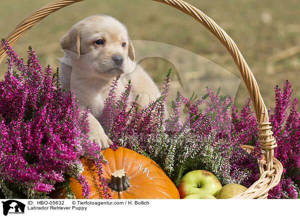 Labrador Retriever Puppy / HBO-05632