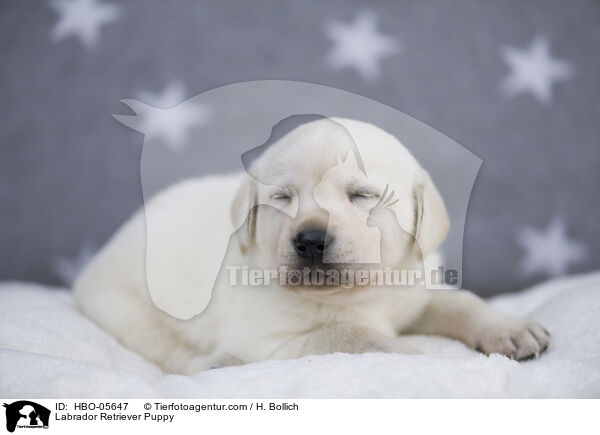 Labrador Retriever Puppy / HBO-05647