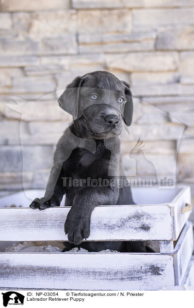Labrador Retriever Puppy / NP-03054
