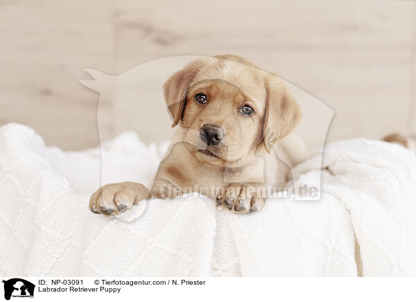 Labrador Retriever Puppy / NP-03091