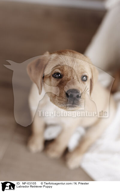 Labrador Retriever Puppy / NP-03105