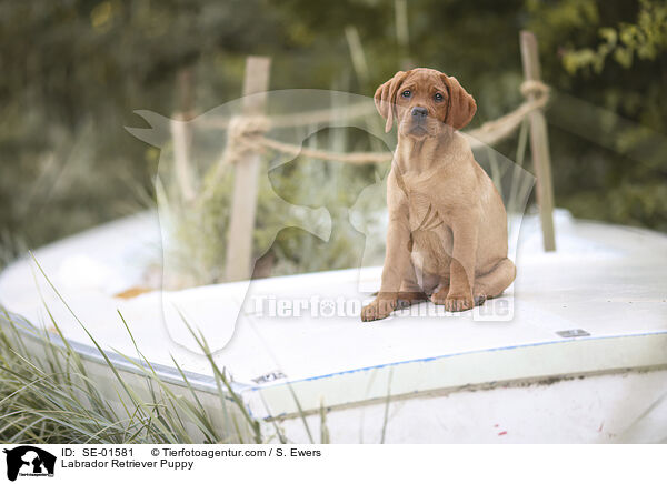 Labrador Retriever Puppy / SE-01581