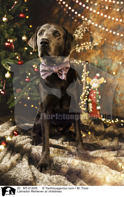 Labrador Retriever at christmas / MT-01806