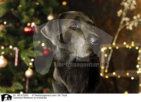Labrador Retriever at christmas / MT-01950