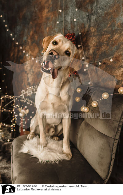 Labrador Retriever at christmas / MT-01986