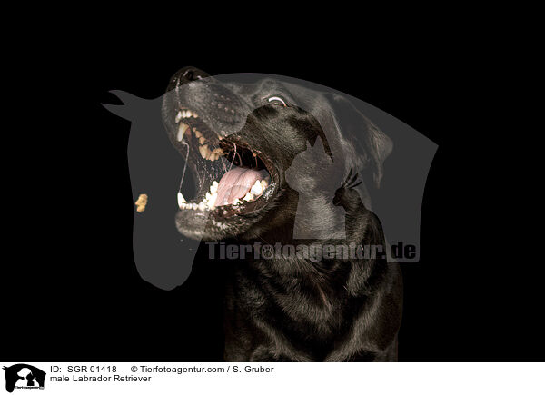 male Labrador Retriever / SGR-01418
