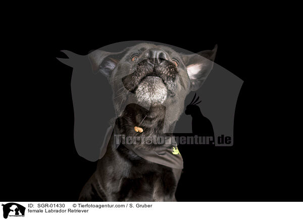 female Labrador Retriever / SGR-01430