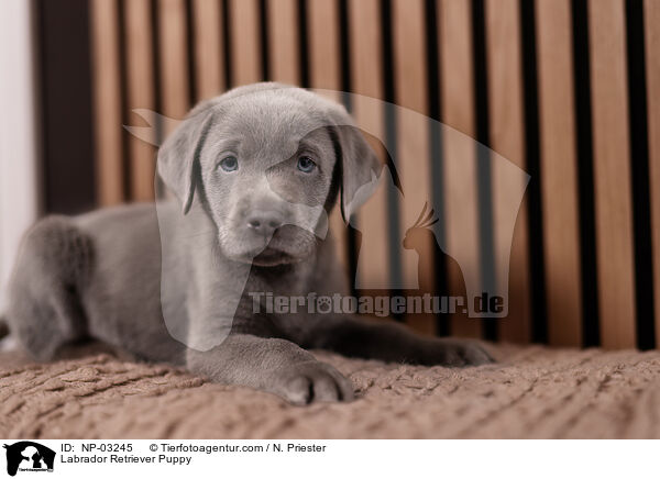 Labrador Retriever Welpe / Labrador Retriever Puppy / NP-03245