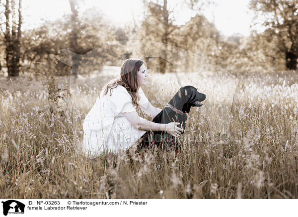 female Labrador Retriever / NP-03263