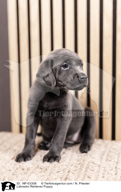Labrador Retriever Puppy / NP-03308
