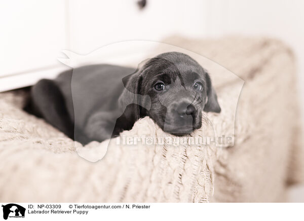 Labrador Retriever Puppy / NP-03309