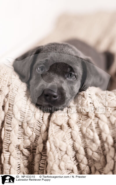 Labrador Retriever Puppy / NP-03310