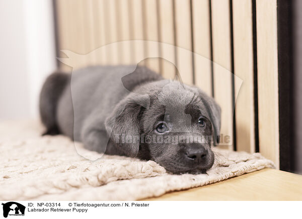 Labrador Retriever Puppy / NP-03314