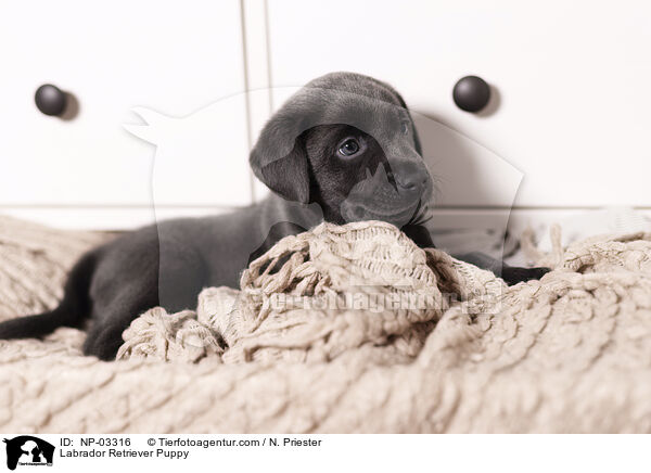 Labrador Retriever Puppy / NP-03316