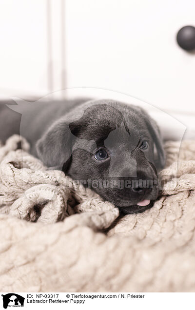 Labrador Retriever Puppy / NP-03317