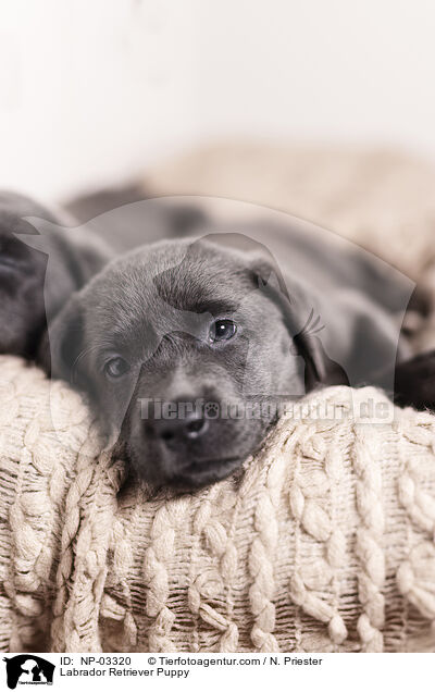 Labrador Retriever Welpe / Labrador Retriever Puppy / NP-03320