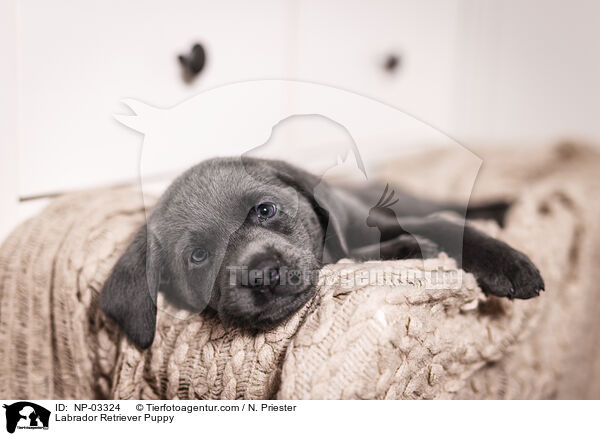 Labrador Retriever Welpe / Labrador Retriever Puppy / NP-03324