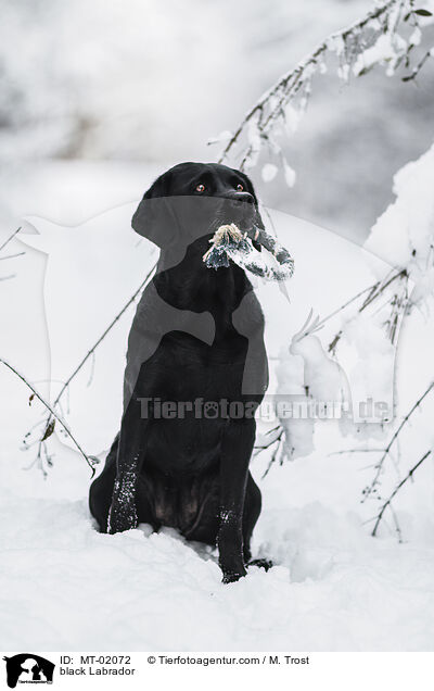 black Labrador / MT-02072