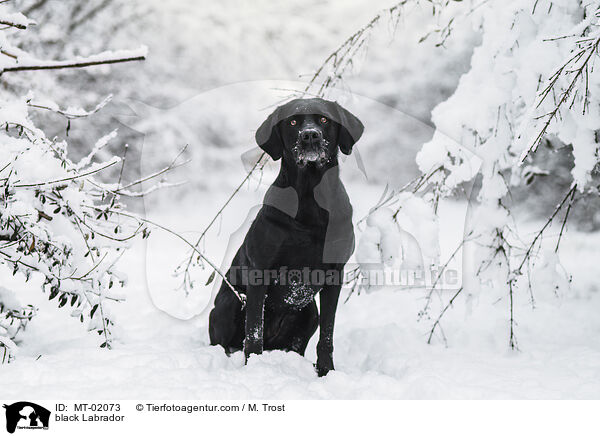 black Labrador / MT-02073