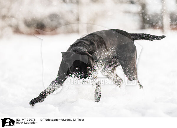 black Labrador / MT-02078