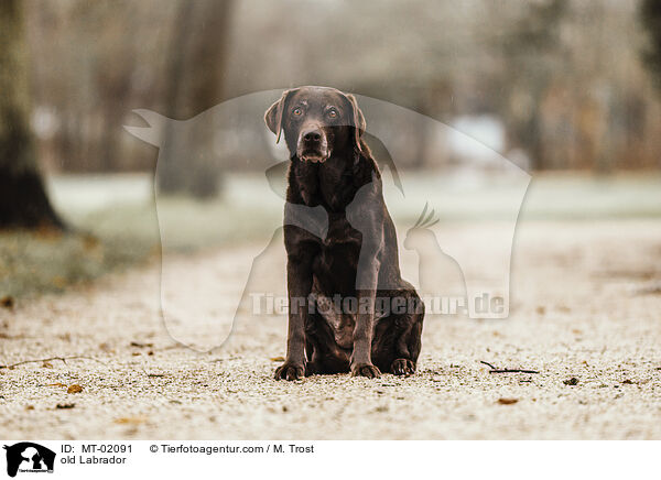 alter Labrador / old Labrador / MT-02091