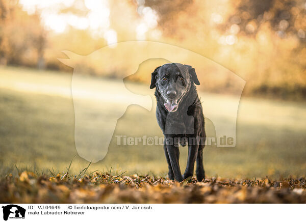 male Labrador Retriever / VJ-04649