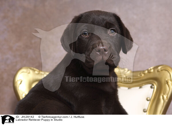 Labrador Retriever Welpe im Studio / Labrador Retriever Puppy in Studio / JH-28142