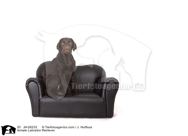 female Labrador Retriever / JH-28232