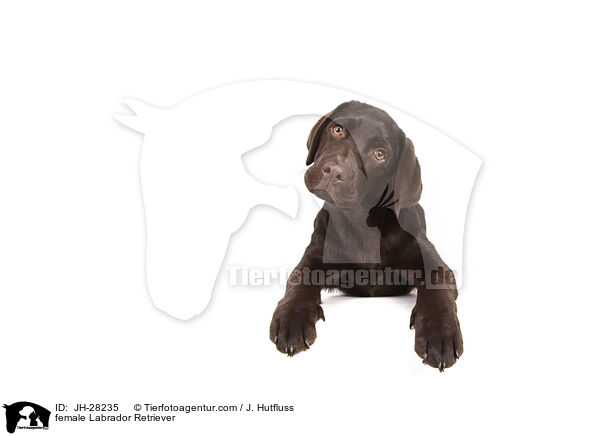 Labrador Retriever Hndin / female Labrador Retriever / JH-28235