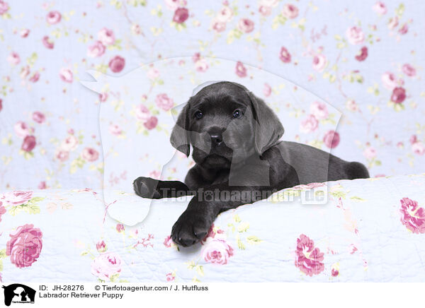 Labrador Retriever Puppy / JH-28276